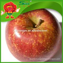 fuji apples high quality without chemical pesticide fuji apple